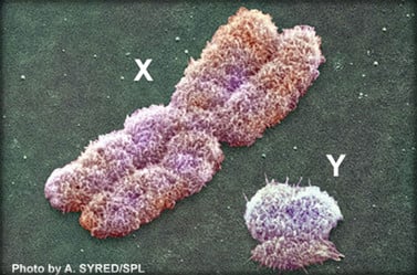 Geschlechts-Chromosome