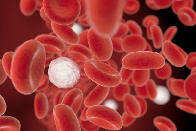 White blood cells make up 1% of blood.