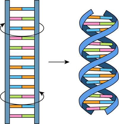DNA is like a helical ladder.