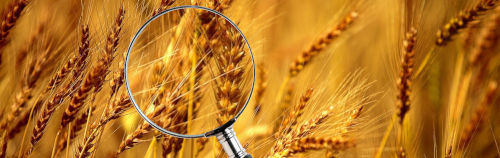 En revisión: La cosecha del trigo