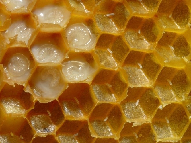 A Honeycomb
