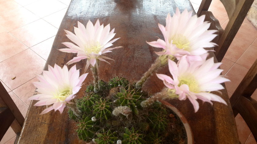 Echinopsis - easter lily cactus in bloom