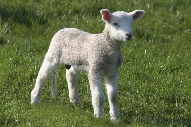 An innocent lamb.
