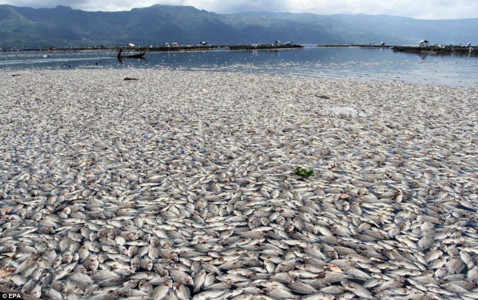 Mar de peces muertos.