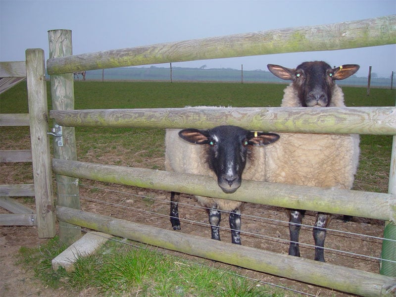 Durch einen Zaun geschütze Schafe